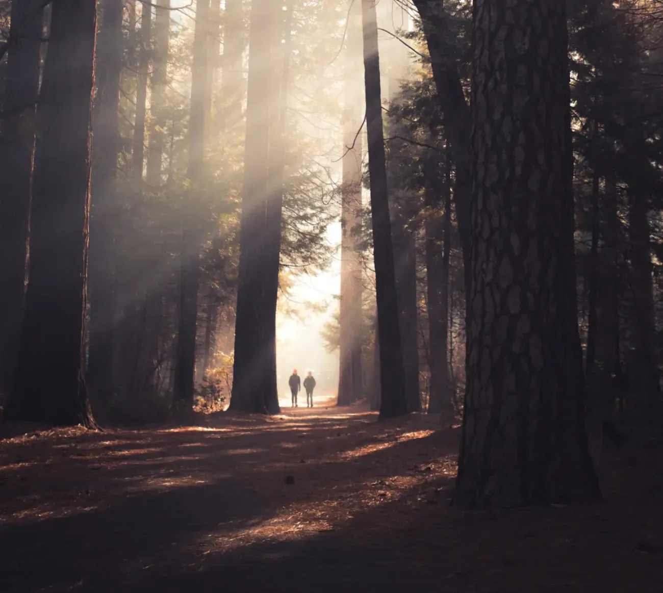 forest